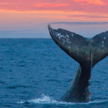 Whale Watching